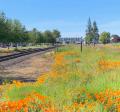 Scappoose sign with poppies