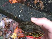 Red Eared Slider