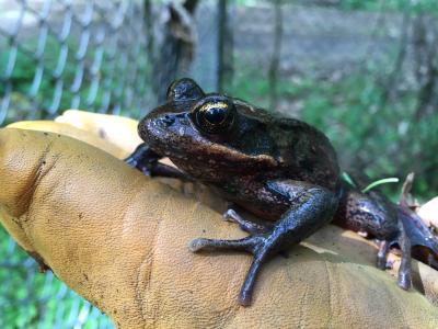 Frog in Public Works employees glove