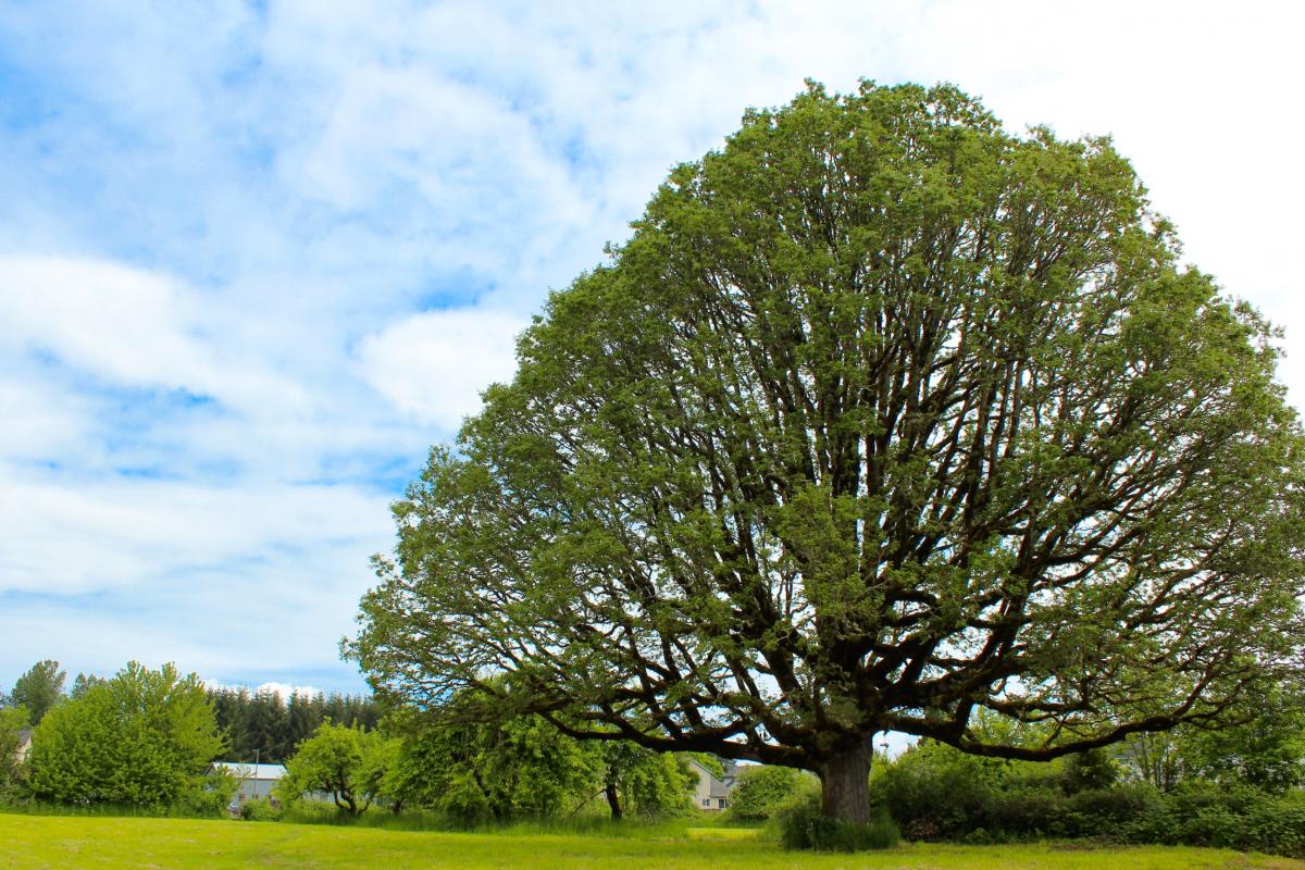 Heritage Tree at Seely Lane